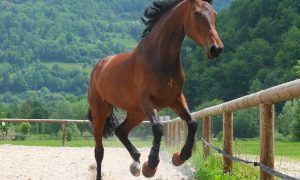 Cheval au centre équestre