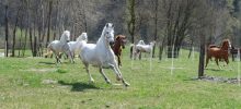 chevaux autour du centre équestre