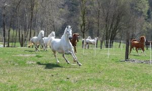 chevaux autour du centre équestre